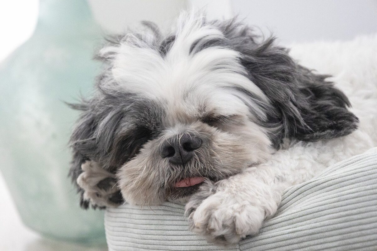 9 Fun Facts You Didn’t Know About Shih Tzus