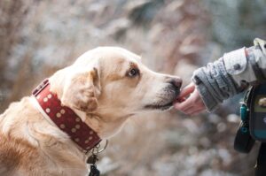 9 Human Diseases Dogs Can Detect By Scent