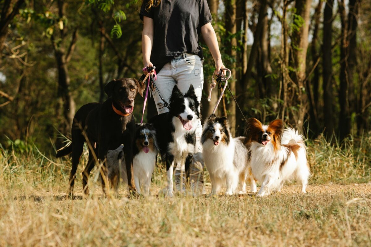 9 Pros And 7 Cons Of Having Multiple Dogs