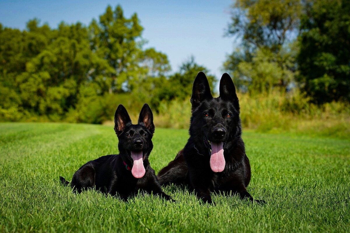 9 Surprising Facts About German Shepherds