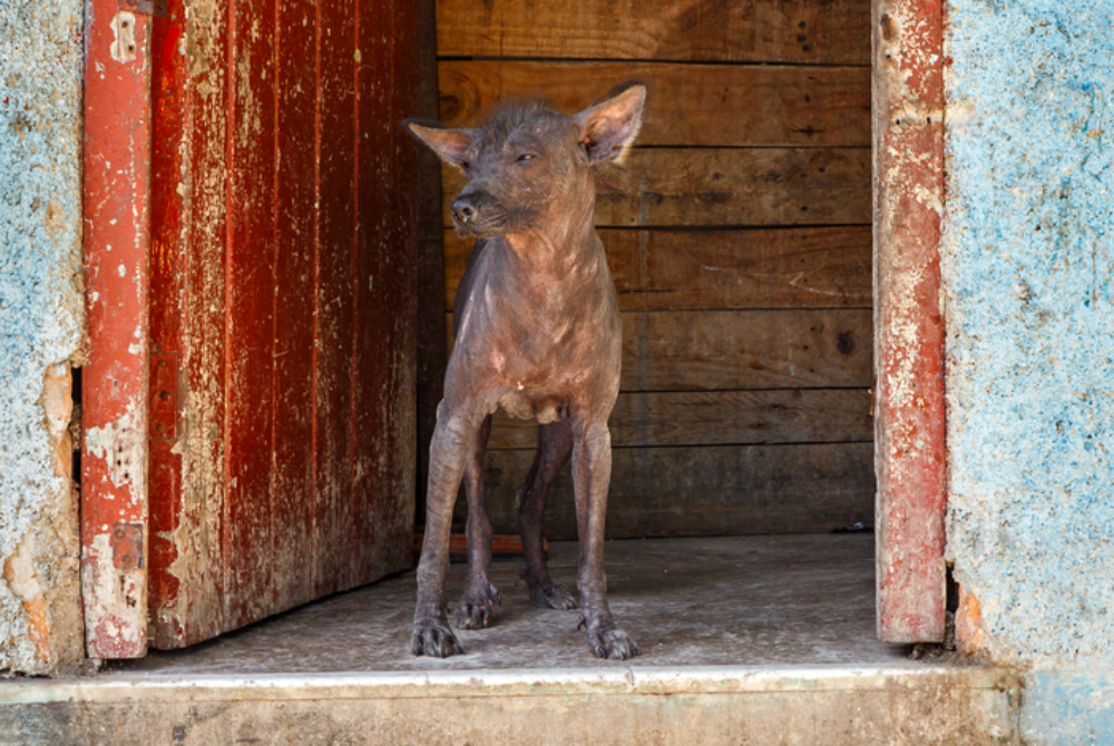 abyssinian sand terrier dog standing by the door