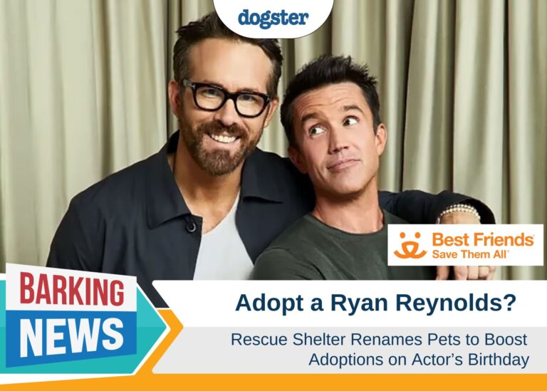 Adopt a Ryan Reynolds? Rescue Shelter Renames Pets to Boost
Adoptions on Actor’s Birthday