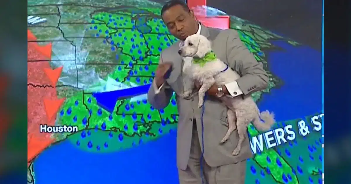 Adoptable Dog ‘Crashes’ Weatherman’s Show and Quickly Steals
The Spotlight.