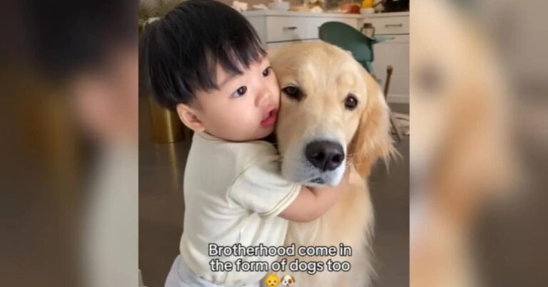 Adorable Toddler and Golden Retriever Best Friends Prove
Brotherhood Comes in All Forms