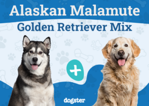 Parent Breed of Alaskan Goldenmute