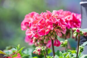 geranium flowers in a flower bed