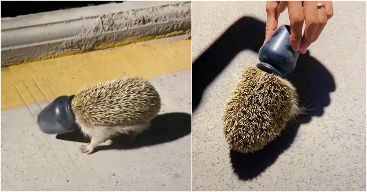 At First They Laughed At Animal With Container On His Head,
But Soon Got To Work