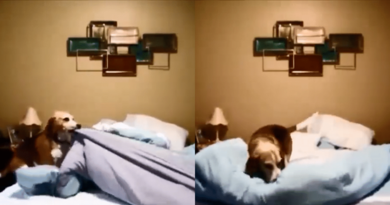 Beagle Steals Hearts Online with His Adorably Hilarious
Bedtime Routine