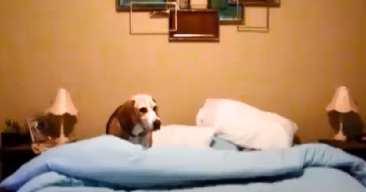 Beagle Wins Over Thousands with His Hilarious ‘Bedtime
Routine’