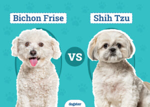 Bichon Frise vs. Shih Tzu