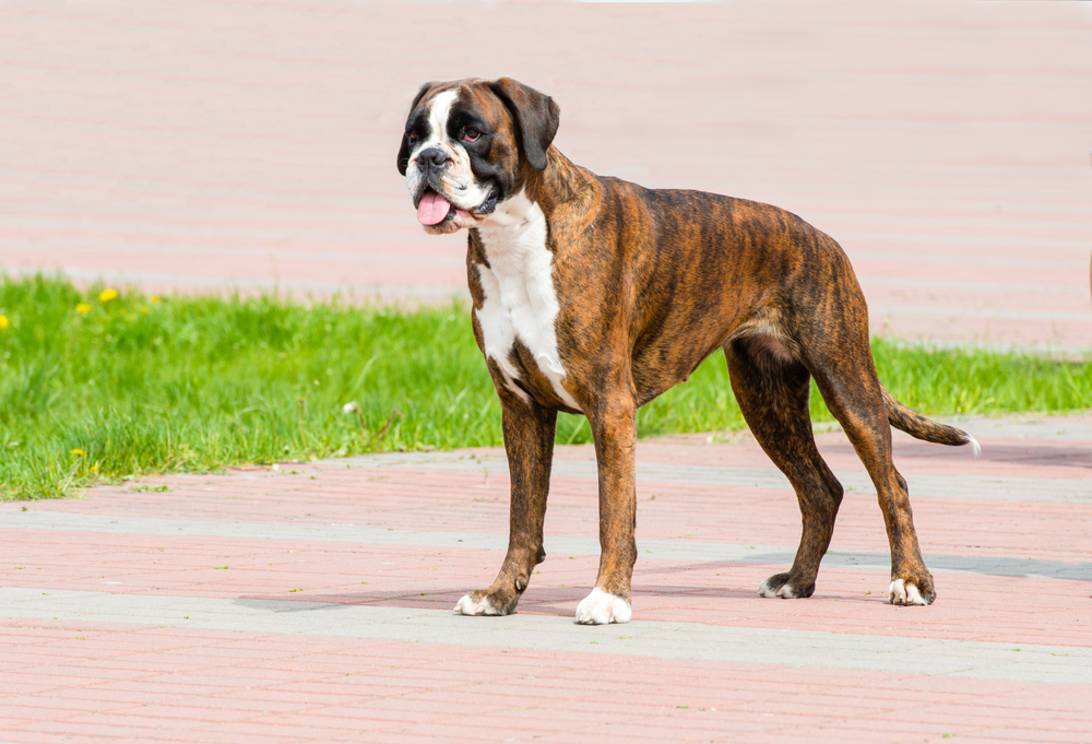 German Boxer tiger-brindle colored standing at a park fanting