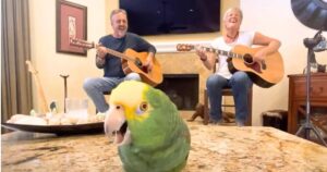 Bird Steals the Show with His Voice After Hearing Owners
Sing “Knocking On Heaven’s Door”