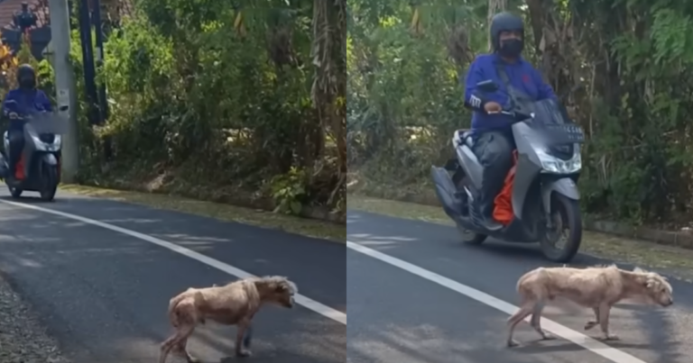 Bobby’s Journey From A Hairless ‘Street Dog’ To Fluffy Teddy
Bear