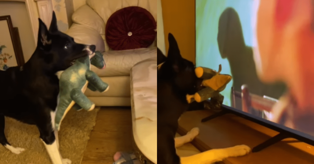 Border Collie Goes Wild Trying to Warn Kids About
Velociraptors While Watching Jurassic Park