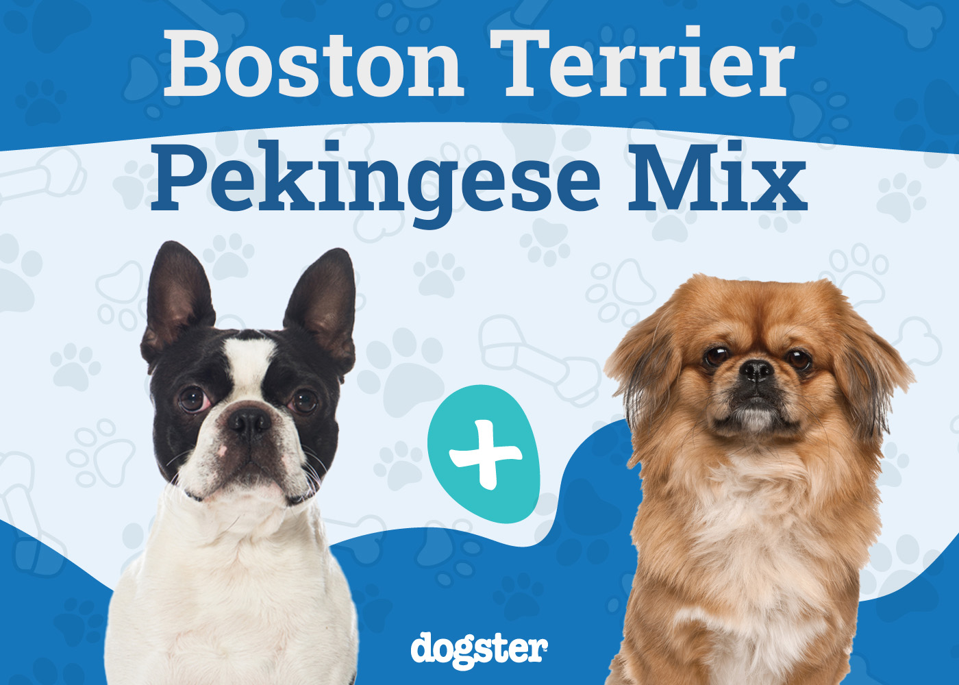 Boston Terrier Pekingese Mix