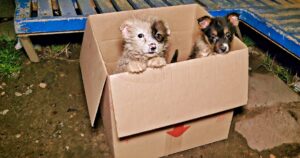 Bus Driver Comes To Halt When He Sees Puppies ‘Poking-Out’
Of Cardboard Box