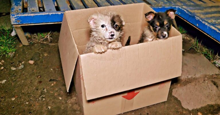 Bus Driver Comes To A Halt When He Saw Puppies ‘Poking-Out’
Of A Cardboard Box