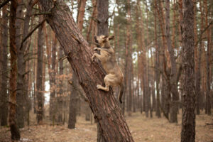 Dog Climbing Tree