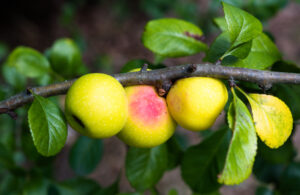 crab apples