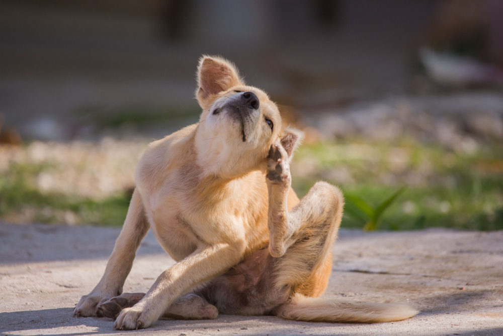 Brown dog scratches itself