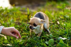 Can Dogs Really Smell Fear? The Science Behind the
Myth