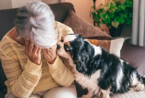 cavalier king charles spaniel dog comforting her owner