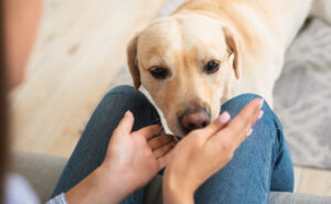 labrador retriever sniffing