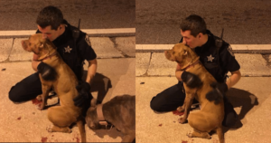 Compassionate Officer Refuses to Abandon Two Frightened Pit
Bulls Found Injured and Alone on a Dark, High-Traffic Road