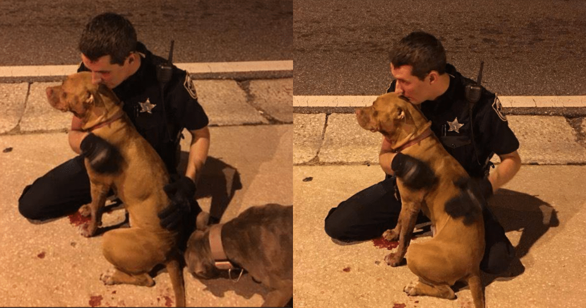 Compassionate Officer Refuses to Abandon Two Frightened Pit
Bulls Found Injured and Alone on a Dark, High-Traffic Road