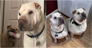 Couple Adopts Dog Who Looks Like Their Own, Discovers
They’re Long-Lost Brothers