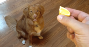 Curious Dog Tries Lemon Slice and Has the Cutest
‘Overreaction