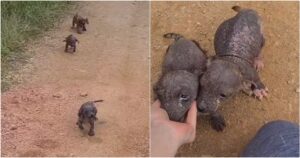 Deserted Puppies Bounded Over With Kisses While Their Mother
Hid Away