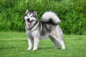 Alaskan Malamute dog standing sideways on the grass