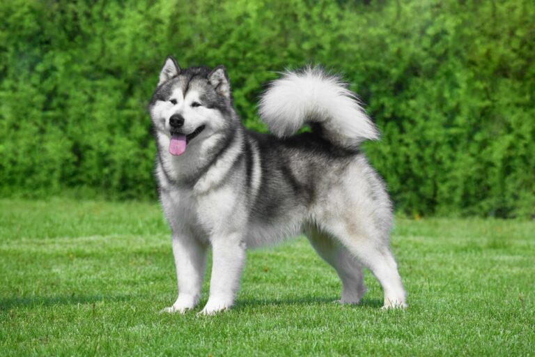 How Big Do Alaskan Malamutes Get? Vet-Verified Average Size
&amp; Growth Chart