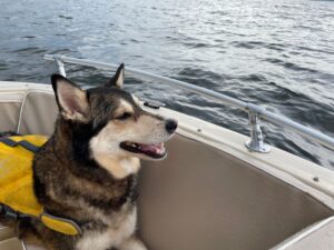 dog in life jacket on boat