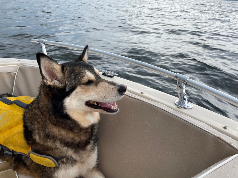 dog in life jacket on boat