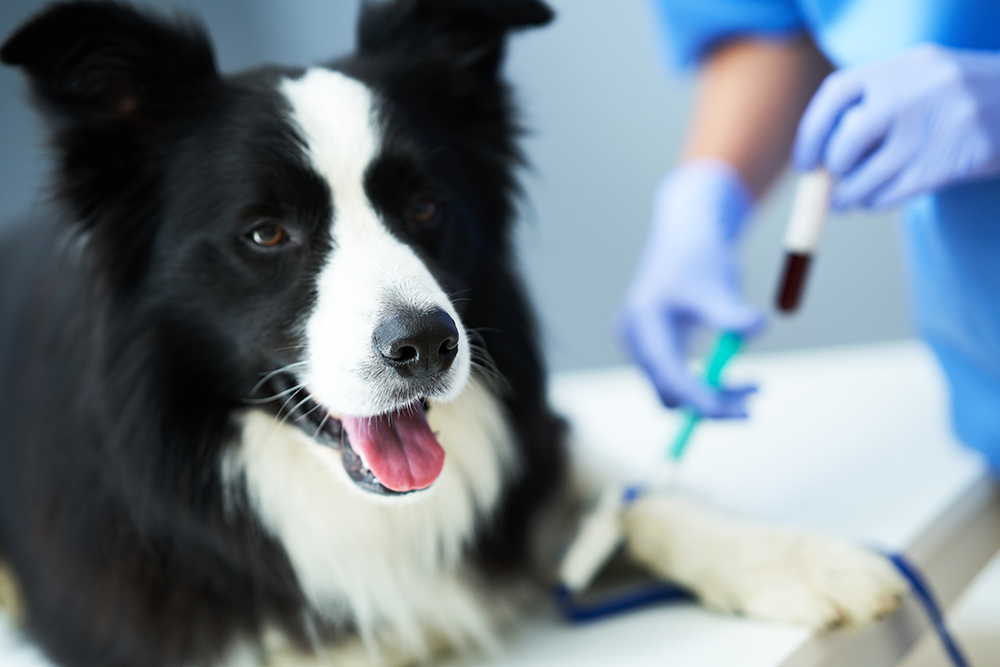 vet taking blood sample of a dog in the background