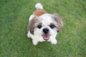 Happy Shih tzu dog sitting on green grass