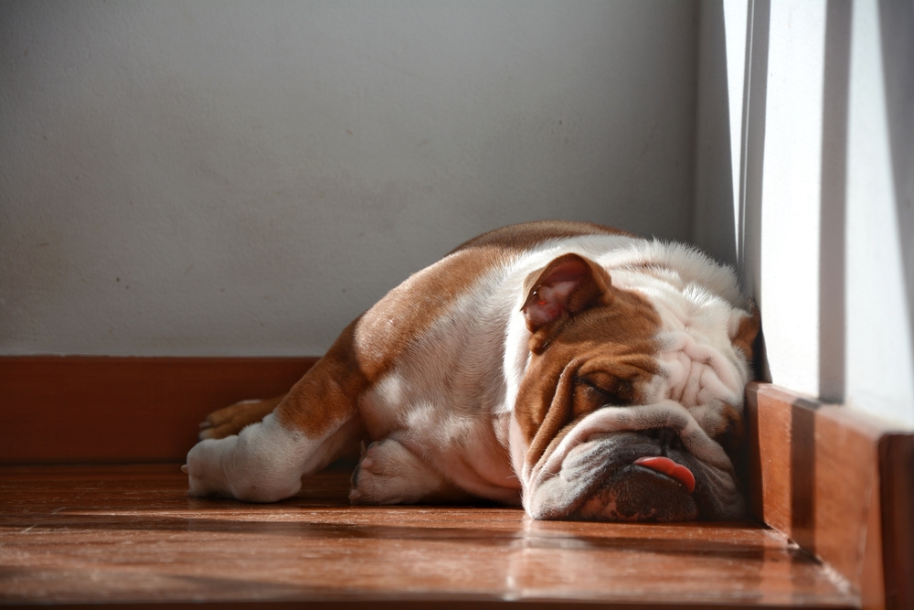 bulldog sleeping with its tongue out at home