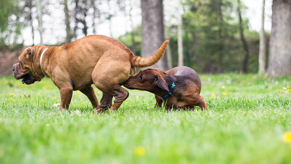 dachshund smelling a dog in heat