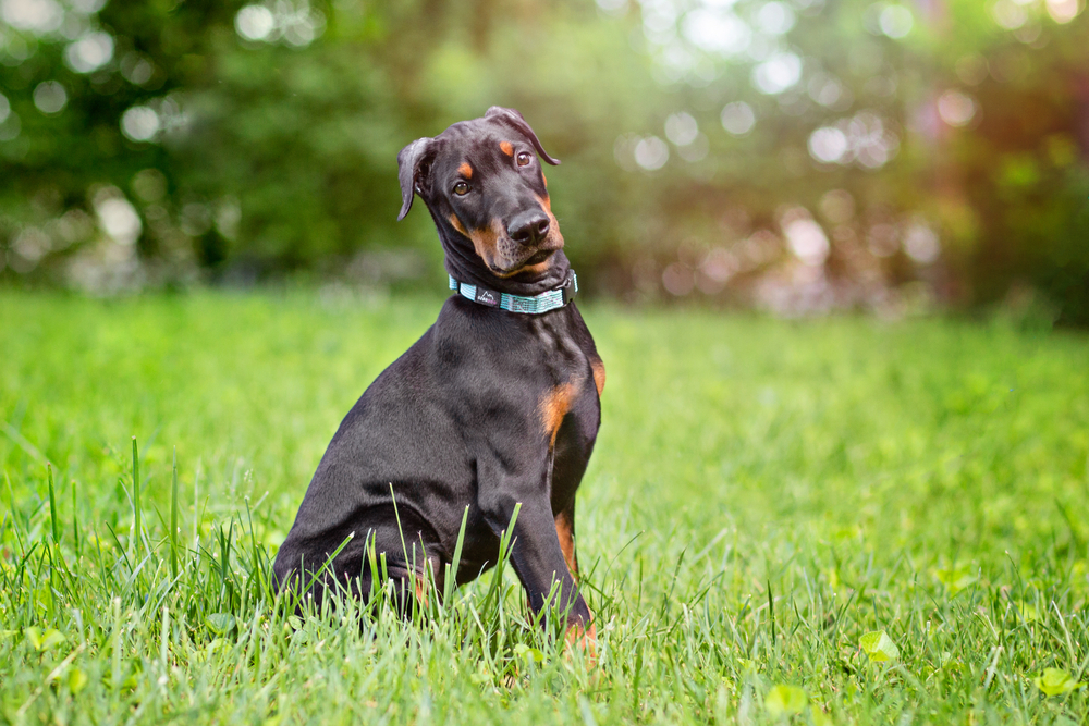 four-month old Doberman puppy sitting on a grass