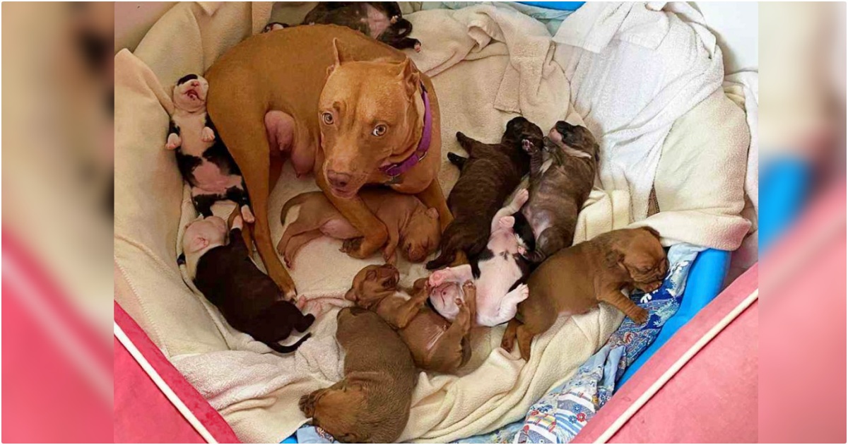 Dog Adopted Every Foster Pup She Met While Waiting 1,263
Days For A Forever Home