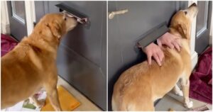 Dog Awaits By Door For ‘Magical Hands’ To Appear Through
Mail Slot