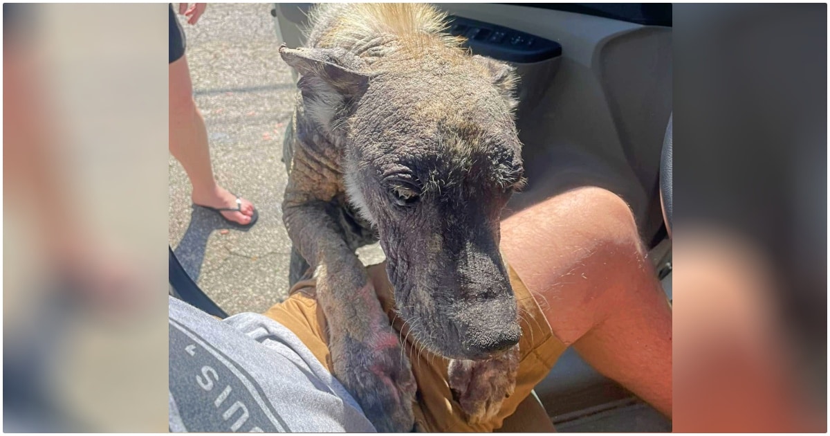 Dog Blackened To Stone Hid A Fluffy Purebred Beneath
Hardened Skin