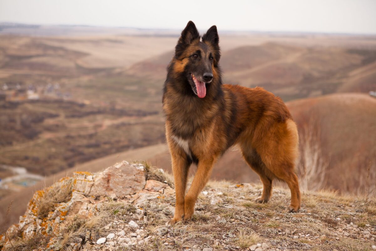 Dog Breeds Declining In Popularity, According To The
American Kennel Club