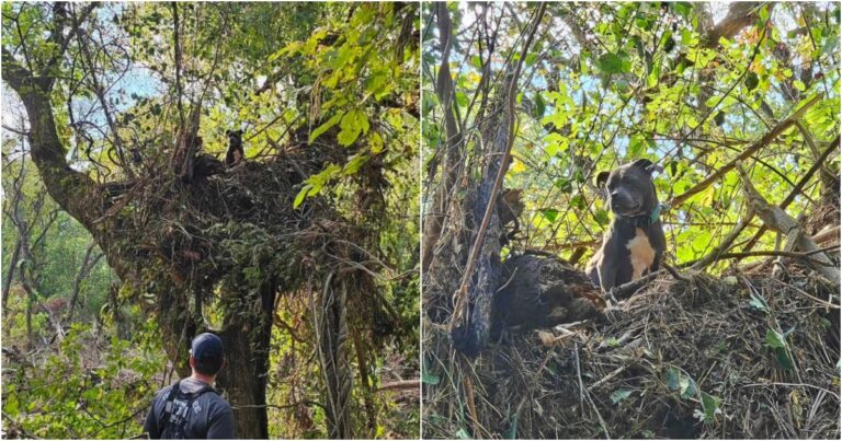 Dog Carried Away By Hurricane Floodwaters Found Stranded In
Tree