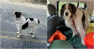 Dog Flags Down Passing Cop And Demands That He Follow
Her