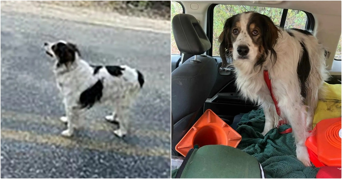 Dog Flags Down Passing Cop And Demands That He Follow
Her