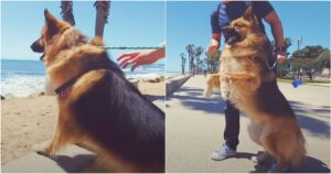 Dog Kept On Chain Sees The Ocean For First Time And Screams
Like A Little Kid