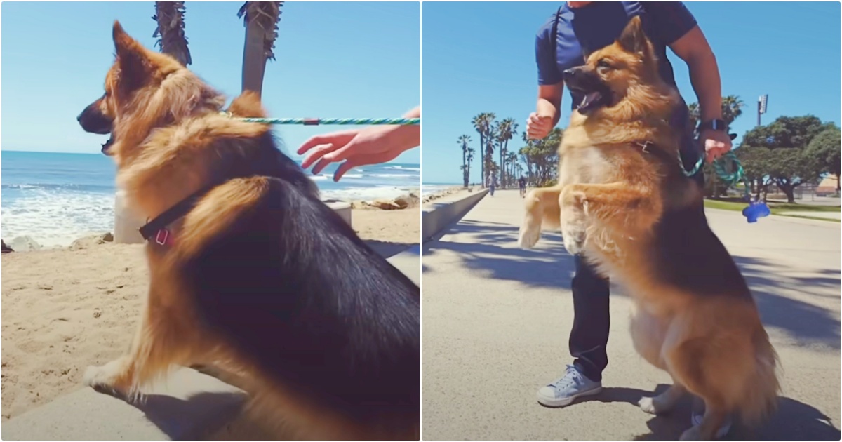 Dog Kept On Chain Sees The Ocean For First Time And Screams
Like A Little Kid